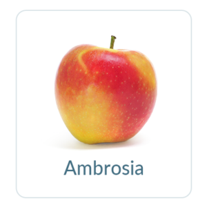 Ambrosia