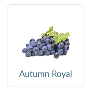 Autumn Royal