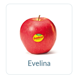 Evelina