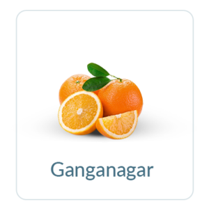 Ganganagar Oranges