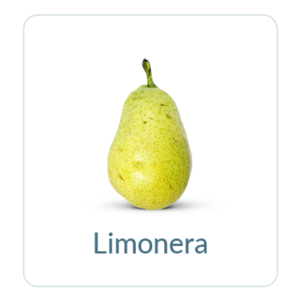 Limonera Pears