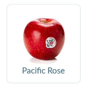 Pacific Rose